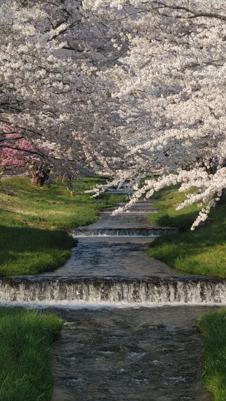 春の便り 桜 新緑 今年は我慢です 今日のそら 春の便り 桜 新緑 今年は我慢です 今日のそら