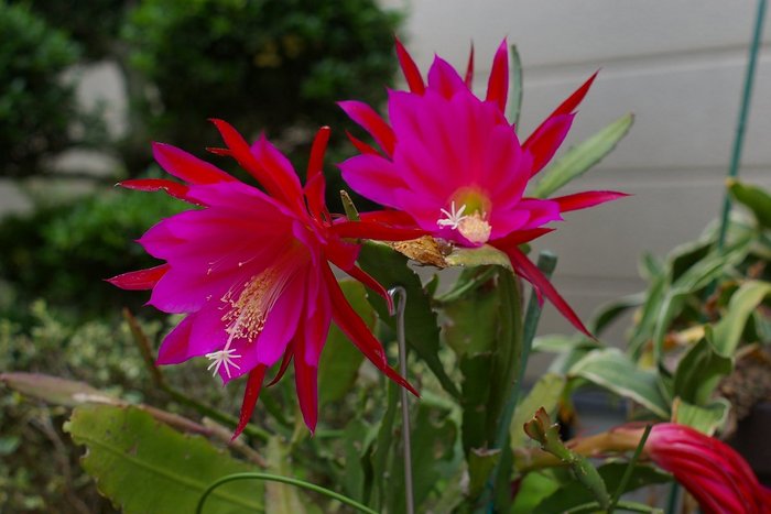 あれ 月下美人 赤色 クラカメ大好きの古いblog