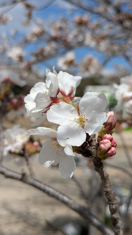 PXL_20250402_044458930