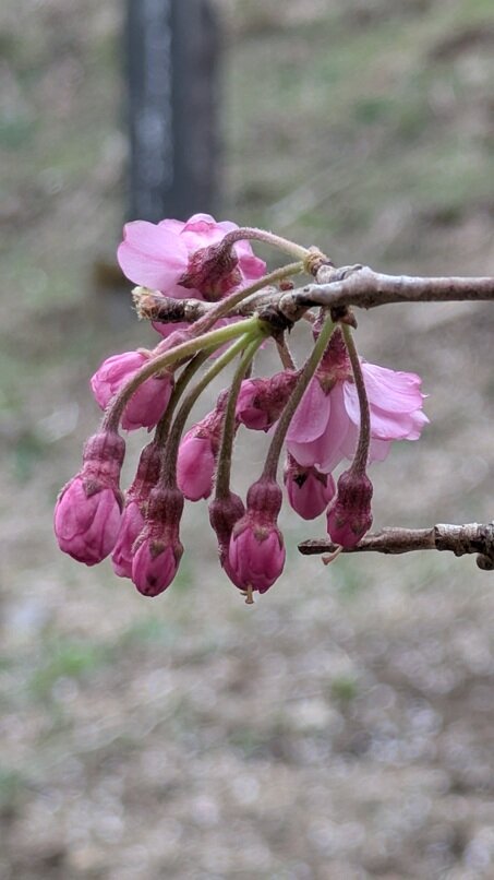 PXL_20250412_070004307