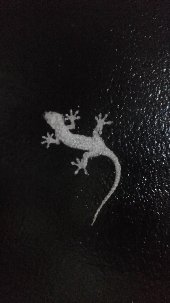 我が家でよく見る光景 カベチョロ ヤモリ カメラと写真が大好きな毎日 バイク