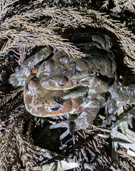 PXL_20250307_100408485