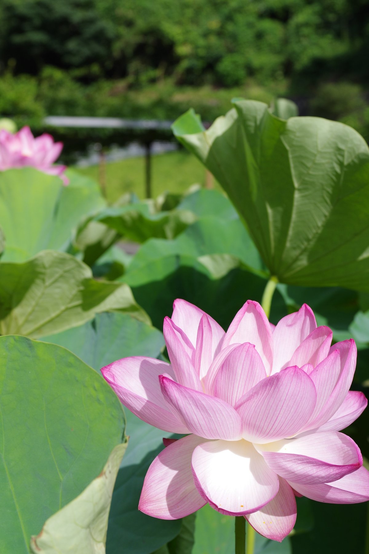 ハスの花を撮りに山鹿へｇｏ ついでにお出掛け カメラと写真が大好きな毎日 バイク