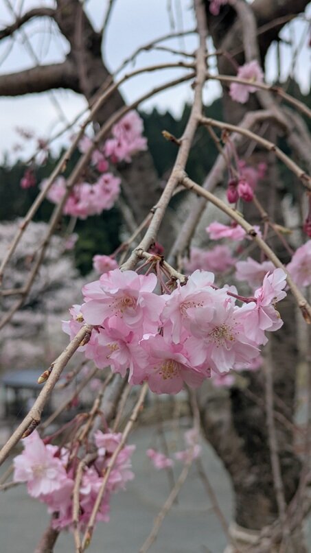 PXL_20250412_065439546