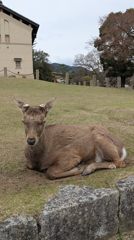 PXL_20250401_060439891