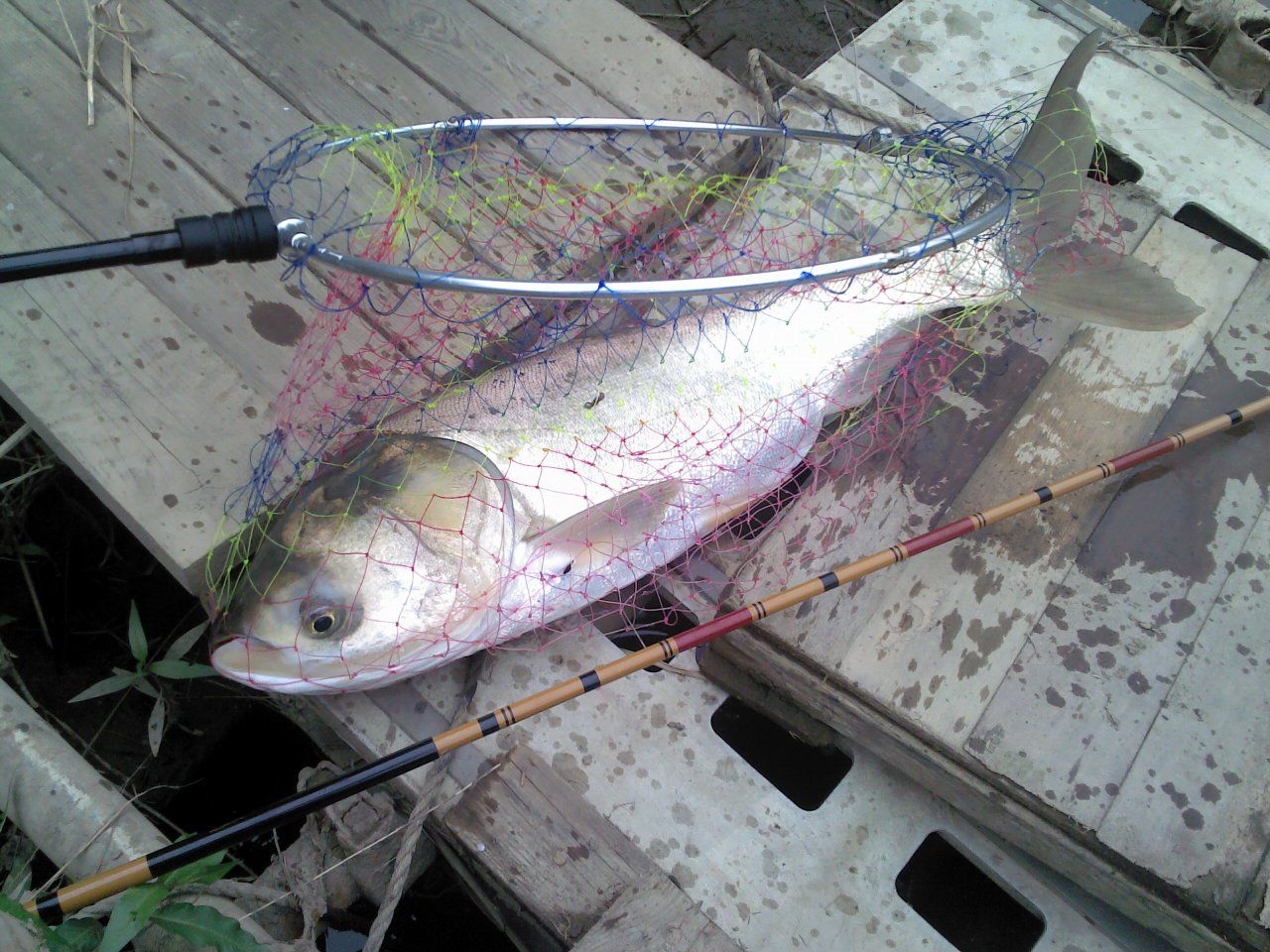 釣行日記 秘密のホソとトネゾン川のダブルヘッダー 飲ん兵衛オヤジの独りごと 釣行日記 秘密のホソとトネゾン川のダブルヘッダー 飲ん兵衛オヤジの独りごと