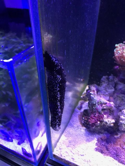 ガラス面を這い登るクロナマコ こぶしめのアクアリウム雑記