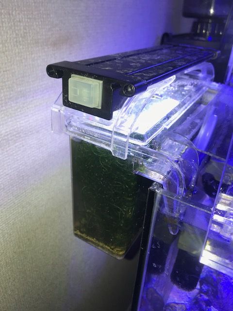うちのリフジウム水槽の構成 こぶしめのアクアリウム雑記 うちのリフジウム水槽の構成 こぶしめのアクアリウム雑記