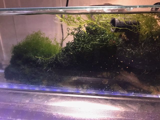 希少 JUNスレンダースリム900 リフジウム 水槽