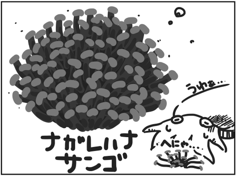 ナガレハナサンゴの復調