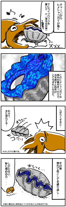 ヒメシャコガイ①