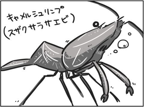 キャメルシュリンプ