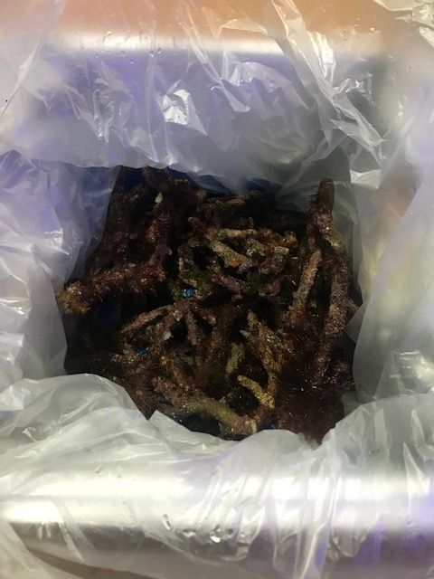 枝状ライブロックを2kg追加でレイアウト こぶしめのアクアリウム雑記 枝状ライブロックを2kg追加でレイアウト こぶしめのアクアリウム雑記