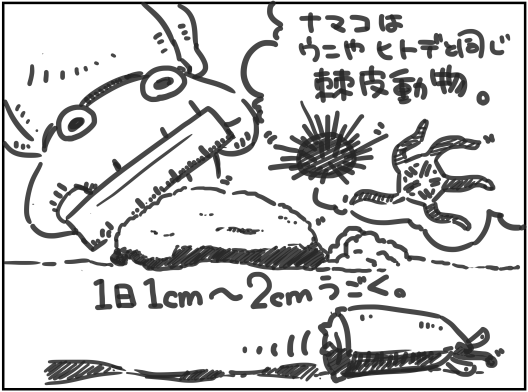 クロナマコの１日の移動距離 こぶしめのアクアリウム雑記