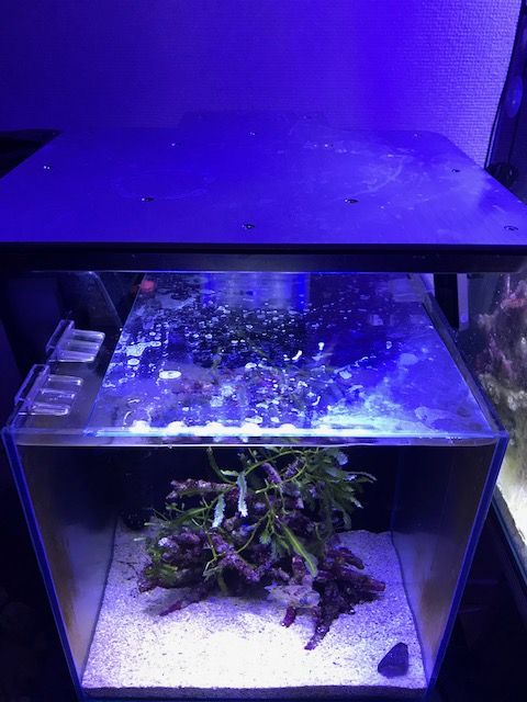 製品レビュー ニッソーledライト450 Cross こぶしめのアクアリウム雑記