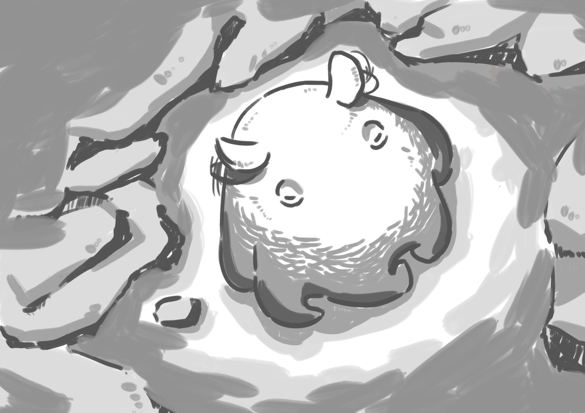 水槽背面側のコケの扱い こぶしめのアクアリウム雑記