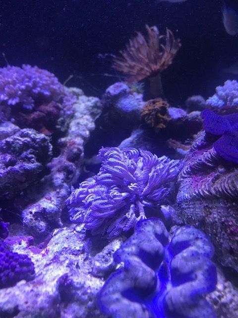 生体追加!!【ロングテンタクルアネモネ、チガイウミアザミ】 : こぶしめのアクアリウム雑記 生体追加!!【ロングテンタクルアネモネ、チガイウミアザミ】 : こぶしめのアクアリウム雑記