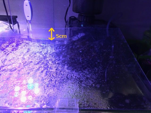 飛び出して床でヒタヒタするハタタテハゼ こぶしめのアクアリウム雑記 飛び出して床でヒタヒタするハタタテハゼ こぶしめのアクアリウム雑記