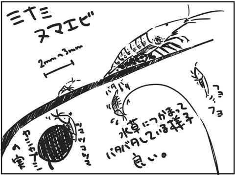 ミナミヌマエビ