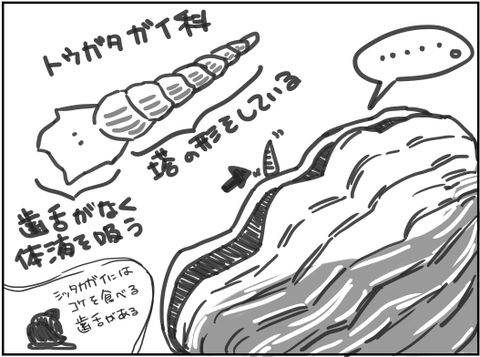 トウガタガイ