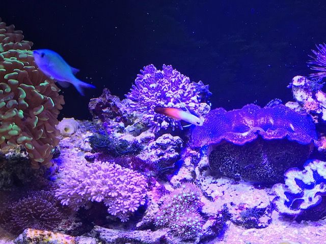 ライブロックスタンドの代用を探す こぶしめのアクアリウム雑記