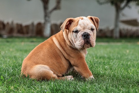 english-bulldog-5422018_1920