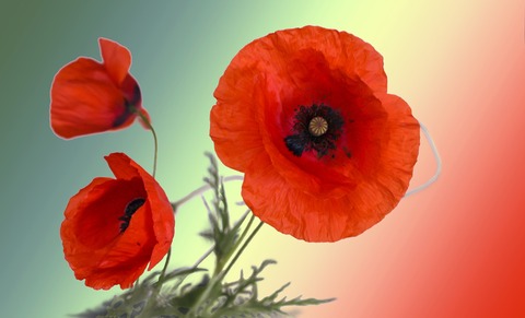 flower-5336553_1920