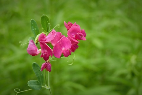 flowers-4313141_1920