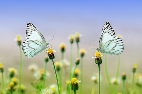 butterflies-1127666_1920