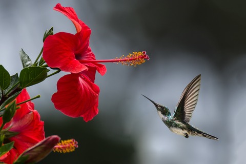 brown-hummingbird-selective-focus-photography-1133957