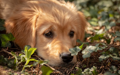 dog-4259058_1920