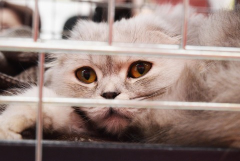 shelter-cat-2754333_1920