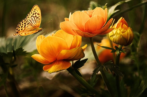 garden-19830_1920