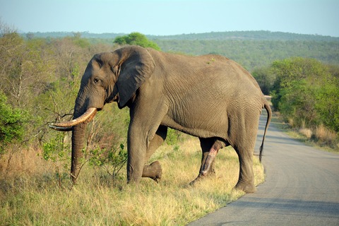 elephant-1738228_1920