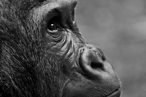 animal-2876068_1920