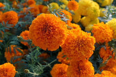 flower-2723306_1920