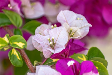 flowers-7844421_1920