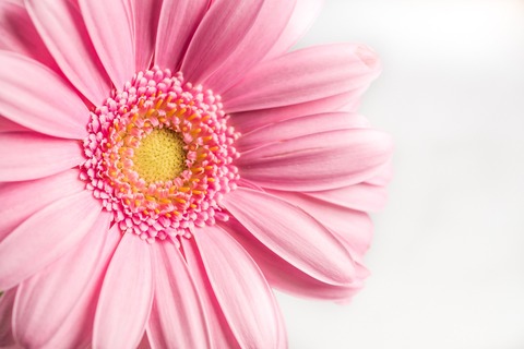 flower-4217867_1920