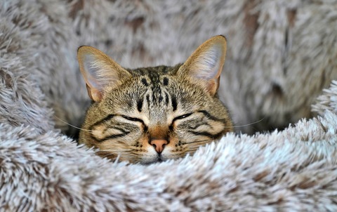 cat-8438334_1920