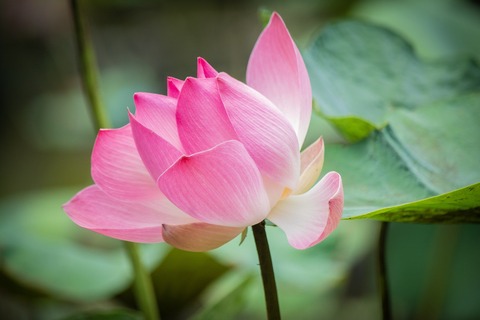 lotus-8369252_1920