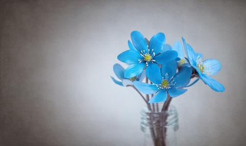 liverflower-1393813_1920