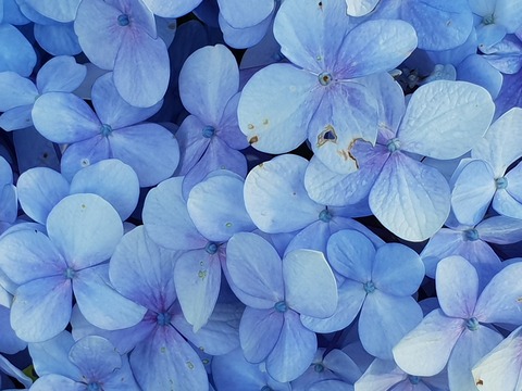 close-up-photo-of-blue-petaled-flowers-985266