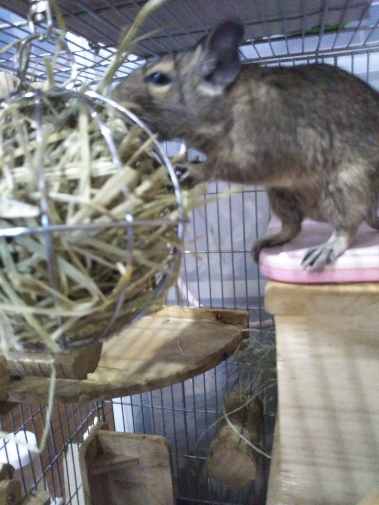 デグーとバミューダヘイとロングチモシー 発達凸凹児の受験年 22年と 手抜き家事