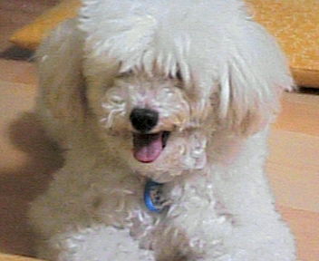 ビション フリーゼ君 愛犬 ペロの思い出とチャプ太の日記