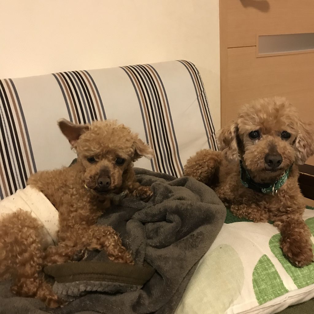 ヨシヨシ ぺろまる日和