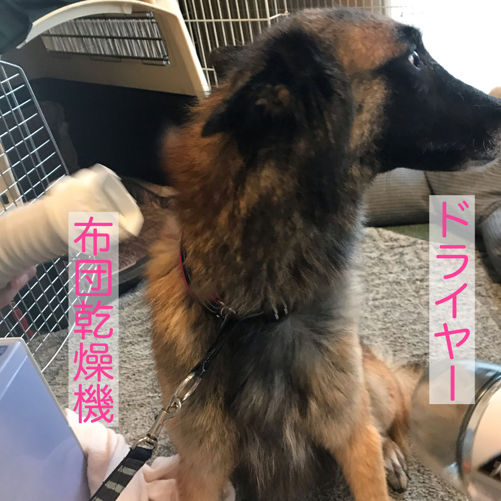 預かりわんこ ウィル メグ ぺろまる日和