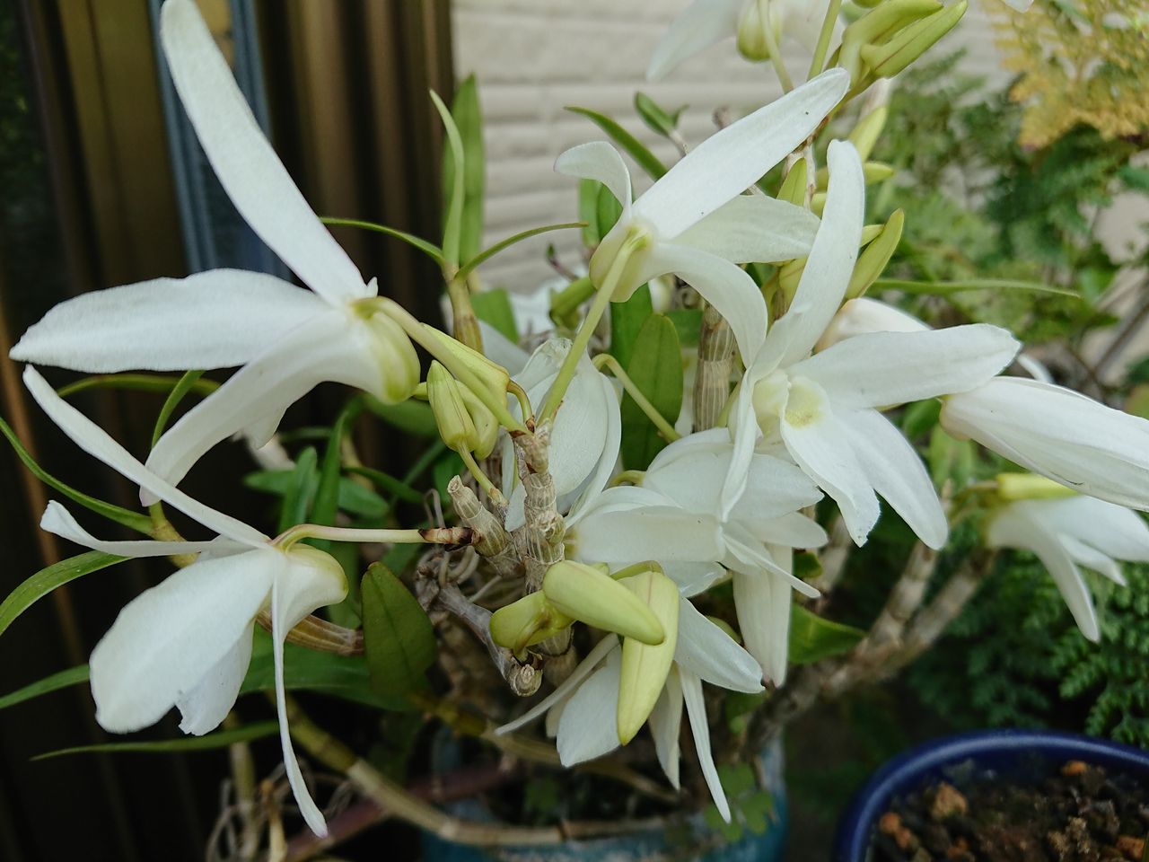 19 5 11 白い蘭 電撃 くりくりチャンネル