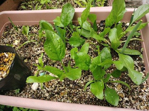 IMG_20250423_135917939