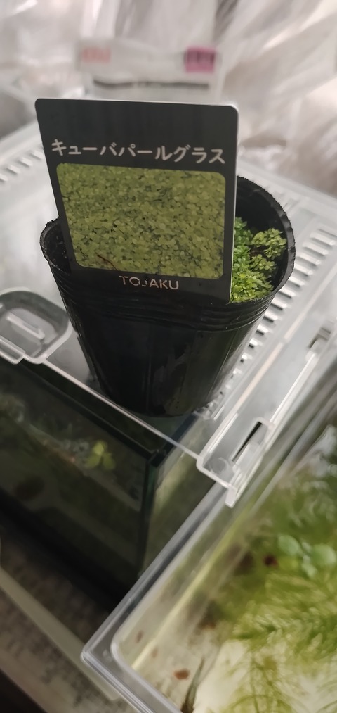 IMG_20250811_094247808