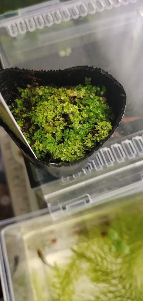 IMG_20250811_094253921